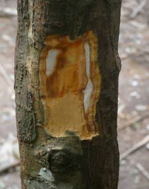 Fotografia 11 da espécie Cinnamomum verum no Jardim Botânico UTAD