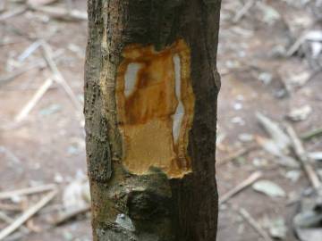 Fotografia da espécie Cinnamomum verum