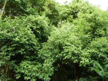 Fotografia da espécie Cinnamomum verum