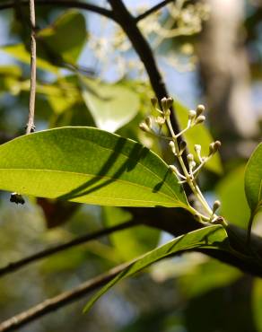 Fotografia 14 da espécie Cinnamomum verum no Jardim Botânico UTAD