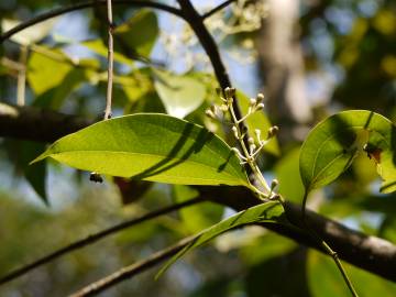 Fotografia da espécie Cinnamomum verum