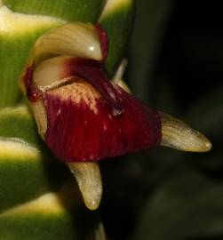 Fotografia da espécie Zingiber officinale