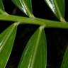 Fotografia 10 da espécie Zingiber officinale do Jardim Botânico UTAD