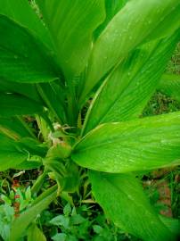 Fotografia da espécie Curcuma longa