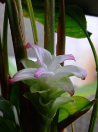 Fotografia da espécie Curcuma longa