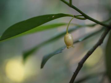 Fotografia da espécie Myristica fragrans