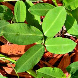 Fotografia da espécie Arachis hypogaea