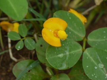 Fotografia da espécie Arachis hypogaea