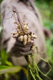 Fotografia da espécie Arachis hypogaea