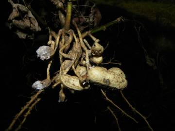 Fotografia da espécie Arachis hypogaea
