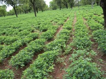 Fotografia da espécie Arachis hypogaea