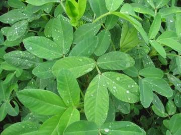 Fotografia da espécie Arachis hypogaea
