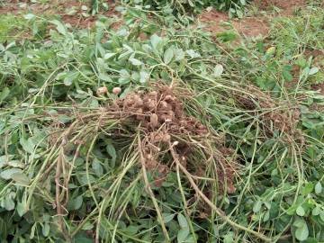 Fotografia da espécie Arachis hypogaea