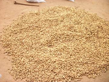 Fotografia da espécie Arachis hypogaea