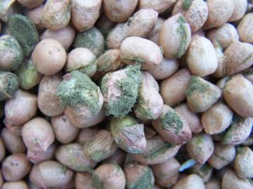 Fotografia da espécie Arachis hypogaea