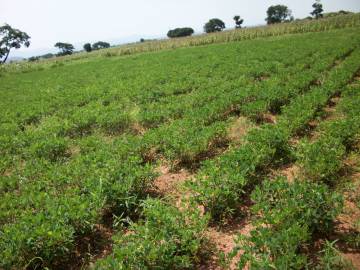 Fotografia da espécie Arachis hypogaea