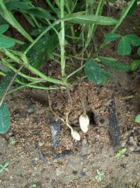 Fotografia da espécie Arachis hypogaea