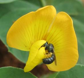 Fotografia da espécie Arachis hypogaea