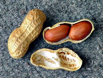 Fotografia da espécie Arachis hypogaea