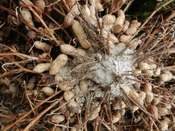 Fotografia da espécie Arachis hypogaea