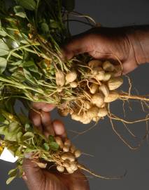 Fotografia da espécie Arachis hypogaea