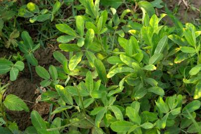 Fotografia da espécie Arachis hypogaea