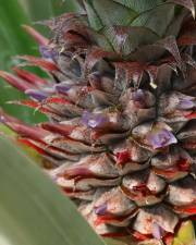 Fotografia da espécie Ananas comosus
