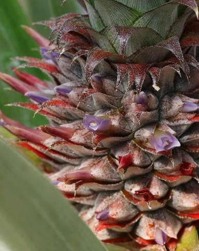 Fotografia de capa Ananas comosus - do Jardim Botânico