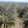 Fotografia 5 da espécie Ananas comosus do Jardim Botânico UTAD