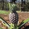 Fotografia 16 da espécie Ananas comosus do Jardim Botânico UTAD