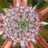 Fotografia 17 da espécie Ananas comosus do Jardim Botânico UTAD