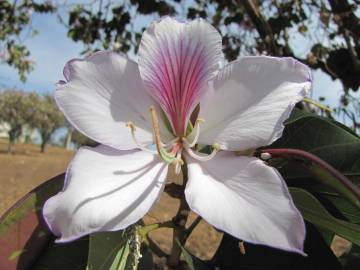 Fotografia da espécie Bauhinia variegata