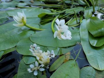 Fotografia da espécie Aponogeton distachyos