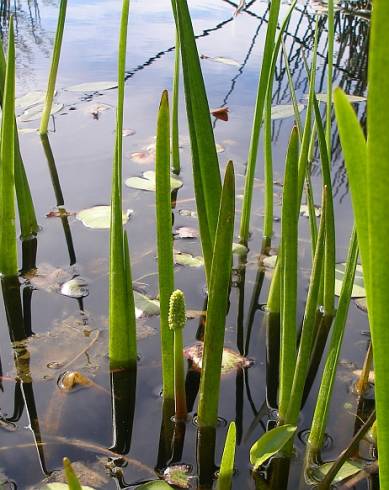Fotografia de capa Maundia triglochinoides - do Jardim Botânico
