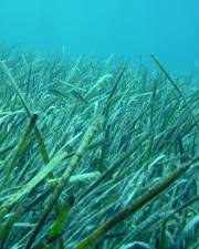 Fotografia da espécie Posidonia oceanica