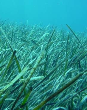 Fotografia 1 da espécie Posidonia oceanica no Jardim Botânico UTAD