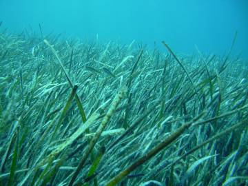 Fotografia da espécie Posidonia oceanica