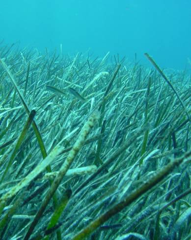 Fotografia de capa Posidonia oceanica - do Jardim Botânico