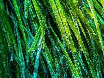 Fotografia da espécie Posidonia oceanica