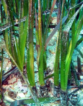 Fotografia 3 da espécie Posidonia oceanica no Jardim Botânico UTAD