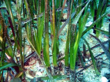 Fotografia da espécie Posidonia oceanica