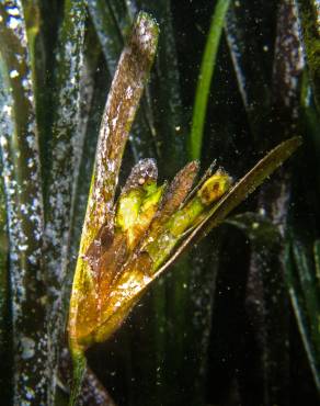 Fotografia 4 da espécie Posidonia oceanica no Jardim Botânico UTAD