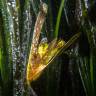 Fotografia 4 da espécie Posidonia oceanica do Jardim Botânico UTAD