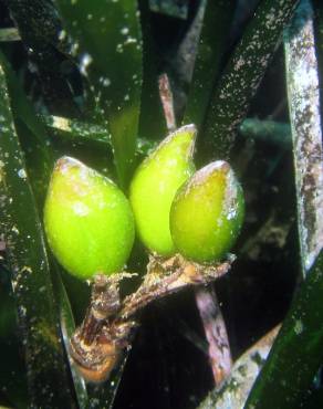 Fotografia 5 da espécie Posidonia oceanica no Jardim Botânico UTAD