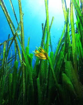 Fotografia 6 da espécie Posidonia oceanica no Jardim Botânico UTAD