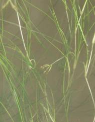 Ruppia maritima
