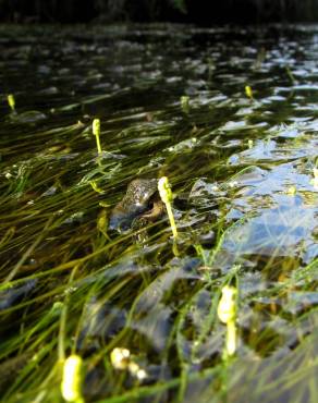 Fotografia 3 da espécie Ruppia maritima no Jardim Botânico UTAD
