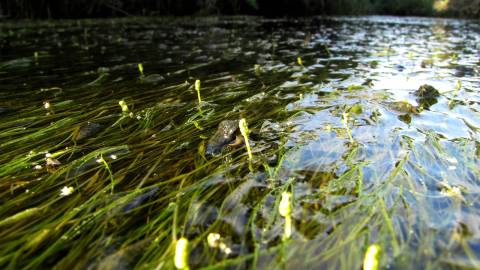 Fotografia da espécie Ruppia maritima