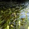 Fotografia 3 da espécie Ruppia maritima do Jardim Botânico UTAD