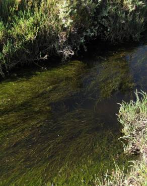 Fotografia 4 da espécie Ruppia maritima no Jardim Botânico UTAD